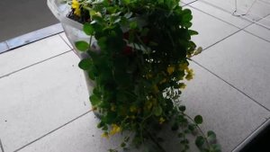 Вербейник монетчатый купить в Ессентуках