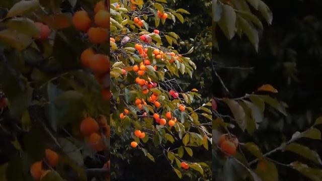 persimmon. as it grows who saw. juicy fruits.shorts/хурма.как ростет кто видел.сочные фрукты