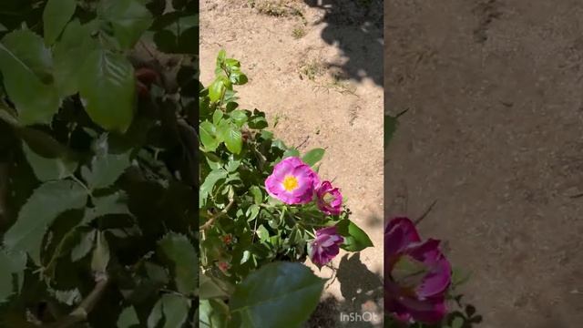 princess sibilla de luxembourg rose/ ПРИНЦЕСС СИБИЛЛА ДЕ ЛЮКСЕМБУРГ #roses #розы смотреть онлайн