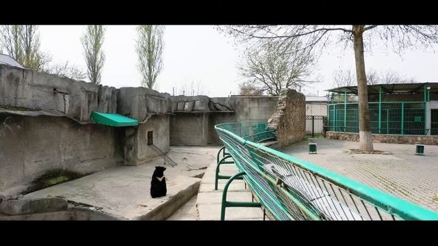 Toshkent Zoopark | Tashkent Zoo | ташкентский зоопарк