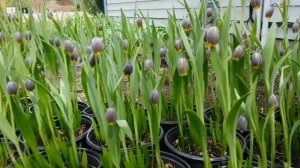 Fritillaria Uva-Vulpis flowers dancing in the wind