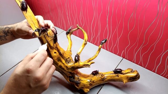КОРЯГИ из дерева с насекомых ЖУКАМИ ДЕКОР СВОИМИ РУКАМИ смотреть онлайн