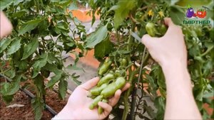 СУПЕР СОРТ БАНАНОВЫЕ НОГИ ОШАРАШИЛ УРОЖАЕМ!