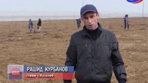 В Кизилюртовском районе местные фермеры планируют посадить рекордное количество сливовых деревьев