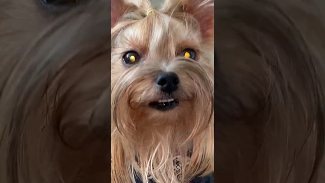 #собака #йорк #yorki #йоркширскийтерьер #йоркомания #песик #york #йорки #пес #собаки смотреть онлайн