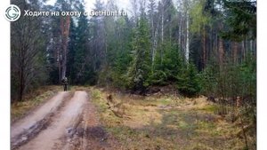 Охота в Тверской области – Охотничье хозяйство "Ивановское" охота на лося в Тверской области