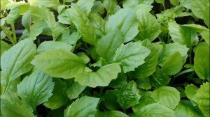 КАК ПОСАДИТЬ АСТРЫ В ГРУНТ