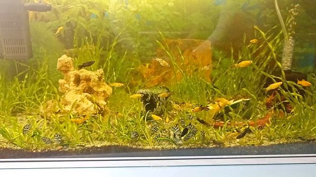 Аквариум на 70 литров. смотреть онлайн