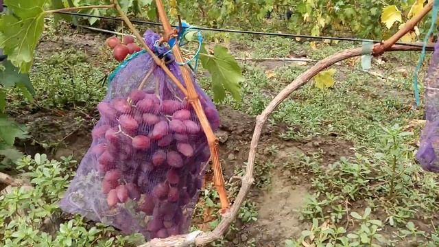 Форма винограда Медея и сорт Красава прививки на одном кусту 16 августа Виноградник Щереденковав В. смотреть онлайн