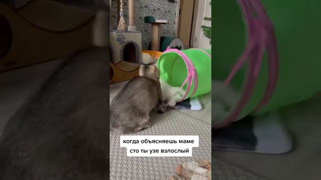 когда объясняешь маме, что ты уже взрослый #мем #коты #смешныекоты