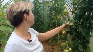 Огурцы и томаты в теплице 6 соток // Желтеют листья у огурцов // Вкусные помидоры на любой рецепт
