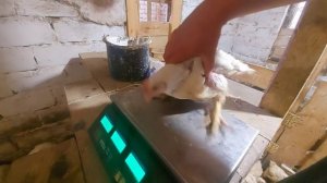 бройлеры или свиньи?