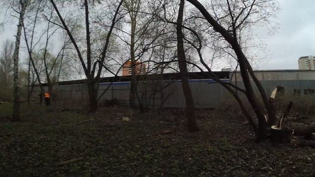 Незаконно пилят аллею на ул. Красный Казанец смотреть онлайн