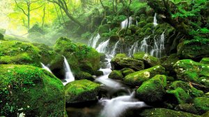 Stream Sounds and Birdsong in Spring Forest