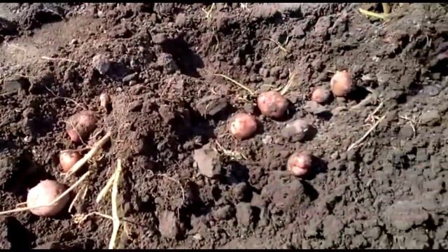 Копаем картофель лебедкой "Бумеранг"