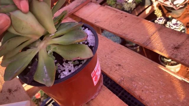 O que fazer quando comprar suculentas veja ☝🏼 смотреть онлайн