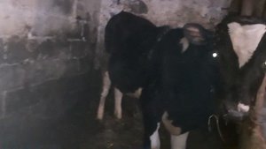 Какая норма выхода мяса от живого веса крс.