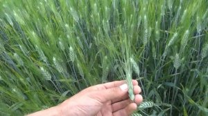 Яровая пшеница твердая (26.06.17)