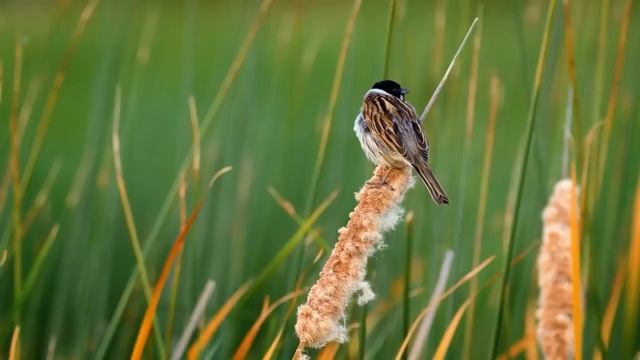 Нежная музыка, успокаивает нервную систему и радует душу лечебная музыка для сердца и сосудов ☘️ смотреть онлайн