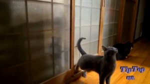 Aggressive Angry Funny Cats. Агрессивные, злые, смешные коты. Приколы. Kitten. Kätzchen