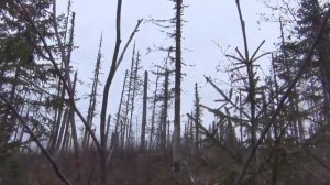 Рыбалка 503 Серия 6 Таежная Осень Поймал крупного Хариуса Отличный клев Хариуса Жарим Хариуса  тайг