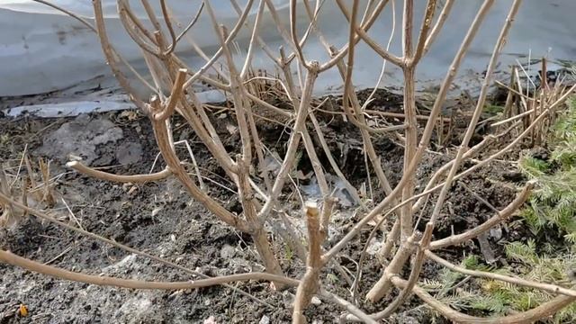 МЕТЕЛЬЧАТАЯ ГОРТЕНЗИЯ правильная обрезка весной. Новое пополнение ГОРТЕНЗИЙ смотреть онлайн