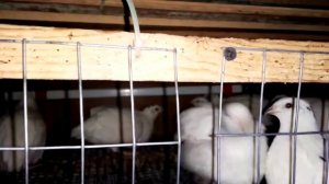 Перепела, содержание Зимой. Перепела Перестали нестись. Причины.