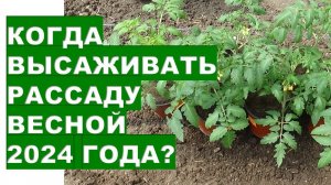 Когда высаживать рассаду весной 2024 года?When to plant seedlings in spring 2024?