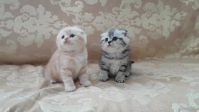 Шотландские вислоухие котята(скоттиш фолд)