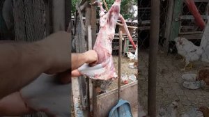 Забил нутрию, разделка ,кормить бесполезно