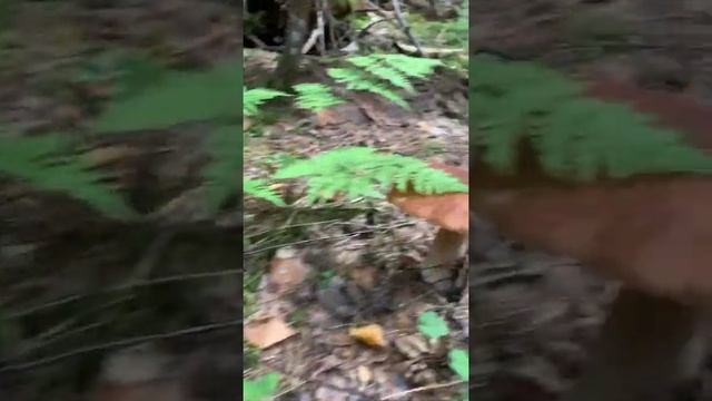 СБОР БЕЛЫХ ГРИБОВ В ИЮЛЕ 2021 смотреть онлайн