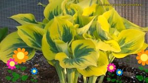 Хоста гибридная Либерти. Краткий обзор, описание характеристик hosta hybrida Liberty