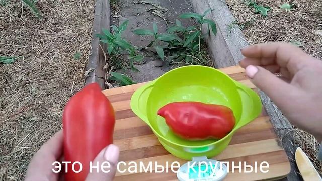 Сорт томата-Аббатиста(Abbattista paste)