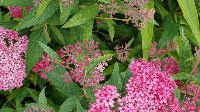 Что происходит с миром? смотреть онлайн