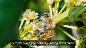 How To Save A Tired Bee