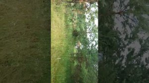 Обработка заросших полей