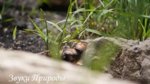 🍀Слушая пение птиц на рассвете, мы можем насладиться красотой природы🌿 #музыкадлясна