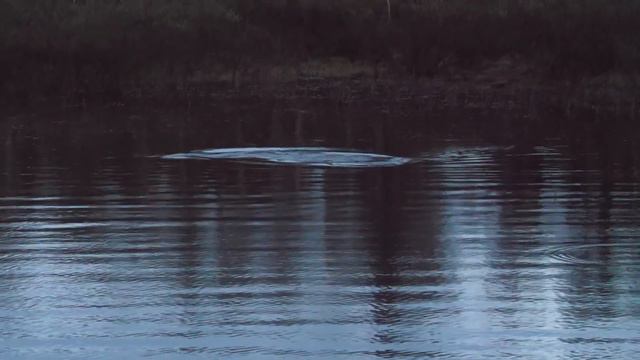 ЯМАЛ. ДЖЕРКМАНИЯ - ВИД ЛОВЛИ КАК СТИЛЬ ЖИЗНИ! СЕКРЕТЫ ЛОВЛИ НА ТОПВОТЕРЫ. смотреть онлайн