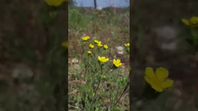 Лапчатка серебристая