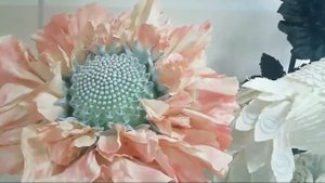 Большие Цветы.  Светлана Копцева Эфир Выходного Дня