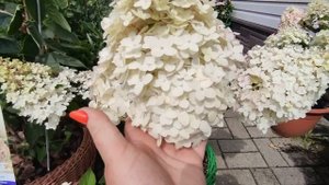 Гортензии Пиксио,Блади Мари,Литл блоссом, Меджикал маун Фуджи,Петит стар ??????