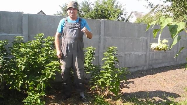 Посадили малиновые деревья, а ВЫРОСЛИ БЕЛЫЕ ГРИБЫ !