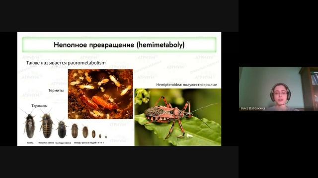 Все о личинках различных беспозвоночных
