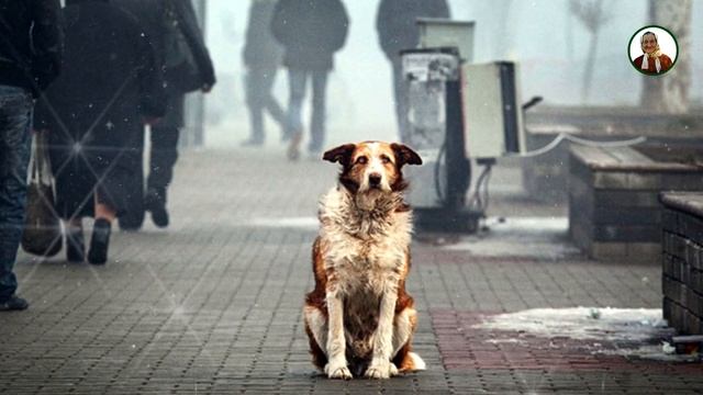 Советы от бабы Нины - Клятва которая может стать проклятием! Какой породы собака приносящая удачу? смотреть онлайн