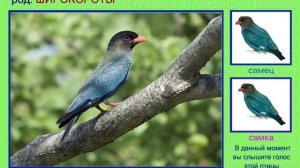 Сизоворонка. Голоса птиц России