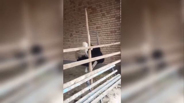 ЛЕВ ПРОТИВ СТРАУСА. КРУТАЯ БИТВА. КТО ПОБЕДИТ? смотреть онлайн