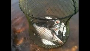 Рыбалочка на р.Нерль