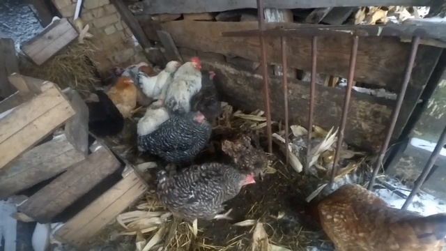 Синій гребінь в курочок.ПАСТЕРЕЛЬОЗ. ВИРОЩУВАННЯ ТА ЛІКУВАННЯ КУРЕЙ. смотреть онлайн