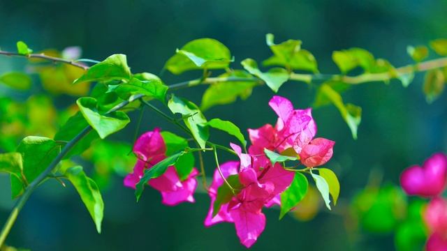 Richard clayderman смотреть онлайн