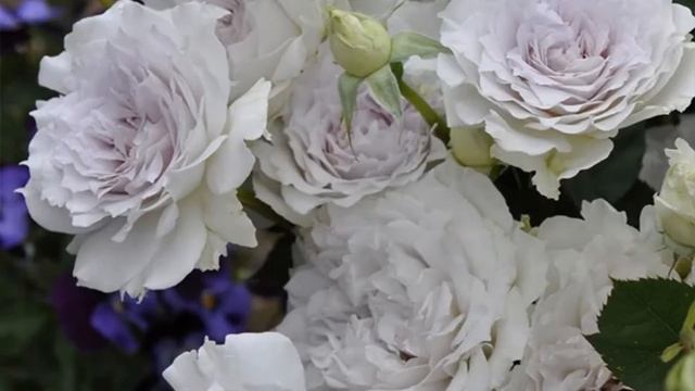 Японские розы смотреть онлайн